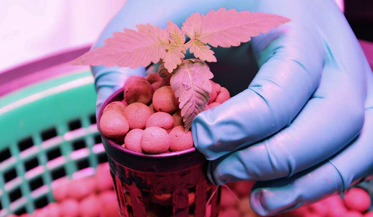 Tai sao nguoi Viet muon “di lau” vao Anh, trot lot... ton bao nhieu ngan USD?-Hinh-2