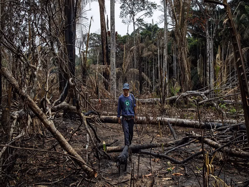 "Mặc dù các bộ lạc bản địa là những người duy nhất được phép sinh sống trong những khu bảo tồn thiên nhiên, nhưng những kẻ khai thác gỗ lậu và chiếm đất thường xuyên xâm nhập vào lãnh thổ của chúng tôi để trục lợi từ hành vi khai thác rừng trái phép", ông Juripe nói.