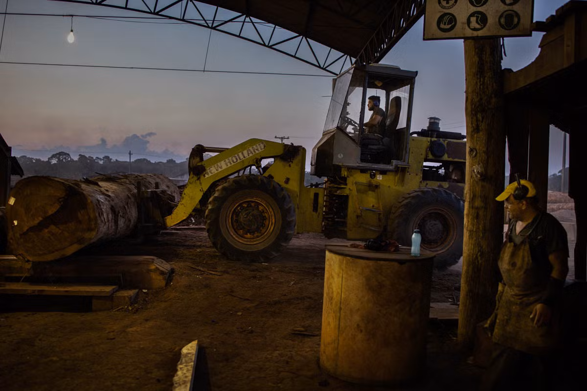 Trước khi phóng hỏa đốt rừng, những kẻ chiếm đất sẽ chặt phá các cây gỗ tốt để đem bán tại thị trường chợ đen.