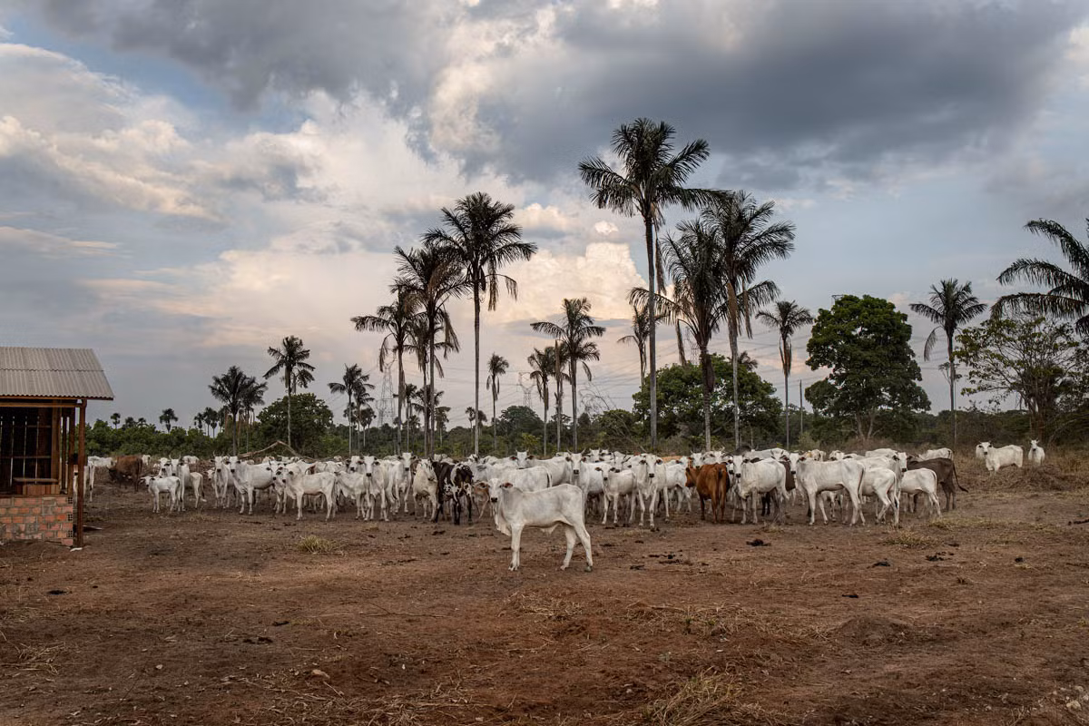 Một mảnh rừng bị tàn phá để làm nơi chăn nuôi gia súc gần Porto Velho, Brazil.