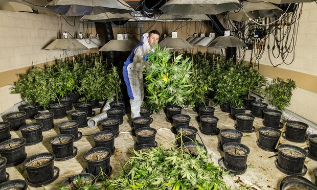 Chính vì mối làm ăn béo bở này, các băng đảng tại Anh không ngần ngại lôi kéo, dụ dỗ lao động từ các nước khác liều lĩnh nhập cư vào Anh để làm việc trong các trang trại cần sa. Lợi dụng khó khăn về kinh tế của các nạn nhân, những băng nhóm trồng cần sa đã tìm về những miền quê như ở Việt Nam, Trung Quốc,... rồi đưa ra hứa hẹn về một công việc thu nhập tốt tại Anh để dụ dỗ người lao động. Ảnh: Guardian.