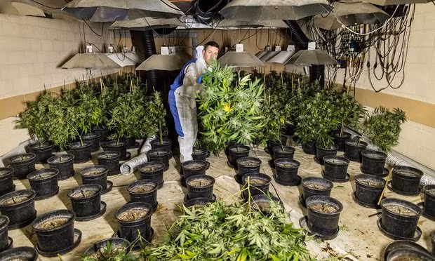 Chính vì mối làm ăn béo bở này, các băng đảng tại Anh không ngần ngại lôi kéo, dụ dỗ lao động từ các nước khác liều lĩnh nhập cư vào Anh để làm việc trong các trang trại cần sa. Lợi dụng khó khăn về kinh tế của các nạn nhân, những băng nhóm trồng cần sa đã tìm về những miền quê như ở Việt Nam, Trung Quốc,... rồi đưa ra hứa hẹn về một công việc thu nhập tốt tại Anh để dụ dỗ người lao động. Ảnh: Guardian.