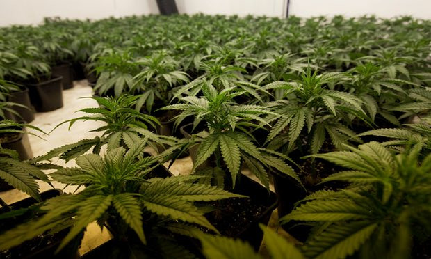 Vào năm 2017, 3 thiếu niên Việt Nam được tìm thấy trong một boongke được sử dụng làm nơi trồng cần sa ở Wiltshire. Cảnh sát Anh cho biết, họ sống trong điều kiện tồi tệ không khác gì nô lệ. Ảnh: Guardian.