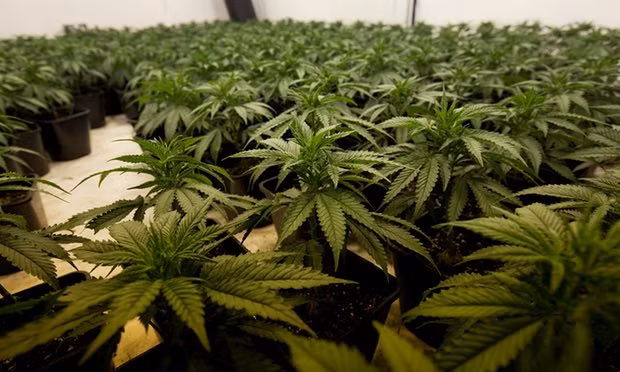 Vào năm 2017, 3 thiếu niên Việt Nam được tìm thấy trong một boongke được sử dụng làm nơi trồng cần sa ở Wiltshire. Cảnh sát Anh cho biết, họ sống trong điều kiện tồi tệ không khác gì nô lệ. Ảnh: Guardian.