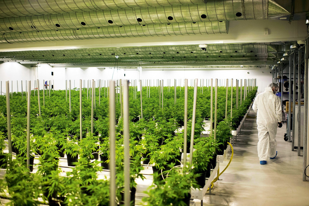 Vào ngày cảnh sát đột kích, Minh được giải thoát khỏi tay bọn buôn người, nhưng thử thách với cậu chưa kết thúc ở đó. Minh bị mắc kẹt trong hệ thống pháp lý (của Anh), trong đó cậu bị coi là tội phạm chứ không phải nạn nhân của bọn buôn người. Ảnh: BG.