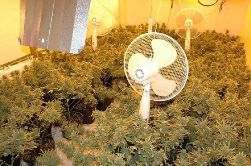 Theo The Guardian, trong ba năm qua, chính phủ Anh xác định 491 trẻ vị thành niên Việt Nam có thể là nạn nhân buôn bán trẻ em và phần lớn bị bắt trồng cần sa. Ảnh: GL.