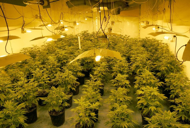 Đầu tháng 10/2019, cảnh sát ở Rochdale, phía bắc nước Anh đã giải cứu được 3 thiếu niên người Việt độ tuổi từ 15-17 đang phải chăm sóc cây cần sa trong điều kiện sống tồi tệ. Cảnh sát tin rằng, họ bị cấm rời khỏi ngôi nhà trồng cần sa này. Tuy nhiên, kẻ chủ mưu đứng sau vẫn chưa bị bắt. Ảnh: Guardian.