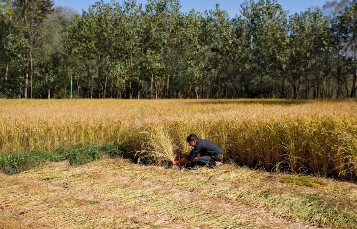 Người dân trong khu dân cư "khép kín" Anchar đang cố gắng để cuộc sống không bị xáo trộn nhiều. Ảnh: Bilal, 40 tuổi, gặt lúa ở Anchar.