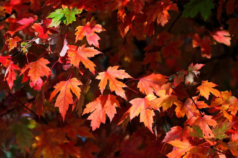 Lá phong chuyển màu đỏ ở vùng quê Cantin, nước Pháp, ngày 13/10.