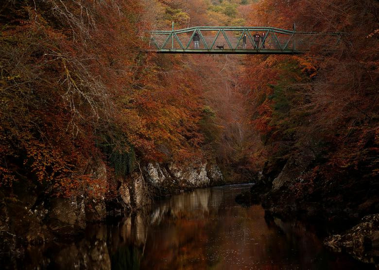 Lá cây chuyển màu đỏ ở khu vực Pitlochry, Scotland, ngày 26/10, khi mùa thu sắp đi qua. (Nguồn ảnh: Reuters)