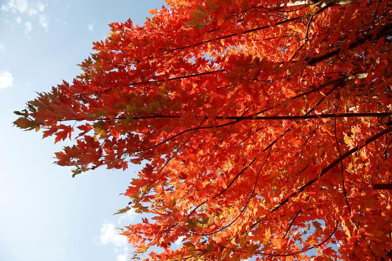 Lá phong chuyển màu đỏ rực tại ngôi làng Cantin, miền bắc nước Pháp, ngày 13/10.