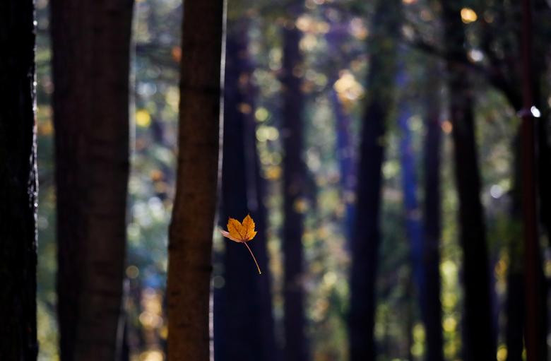 Chiếc lá vàng mùa thu rơi ở Minsk, Belarus.