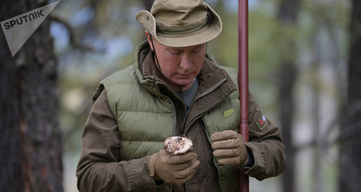 Tổng thống Vladimir Putin hái nấm trong rừng taiga ở Siberia ngày 7/10.