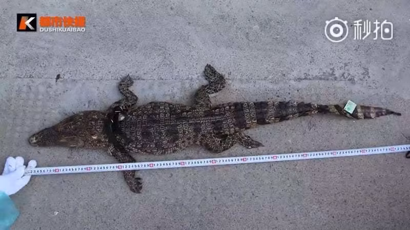 Dat mua thuc pham chuc nang, khong ngo nhan duoc... ca sau chet-Hinh-2