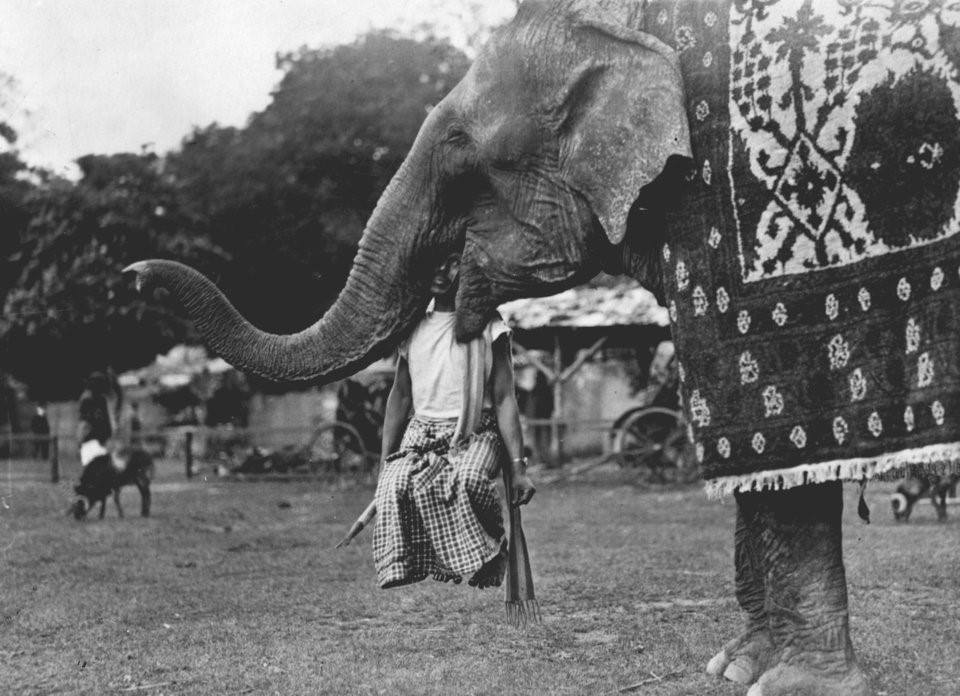 Chú voi to lớn đang "vận chuyển" người nài voi của mình bằng một cách thức... thót tim. Ảnh chụp năm 1926 tại công viên giải trí Bois de Boulogne ở Paris (Pháp). Ảnh: Topical Press Agency.