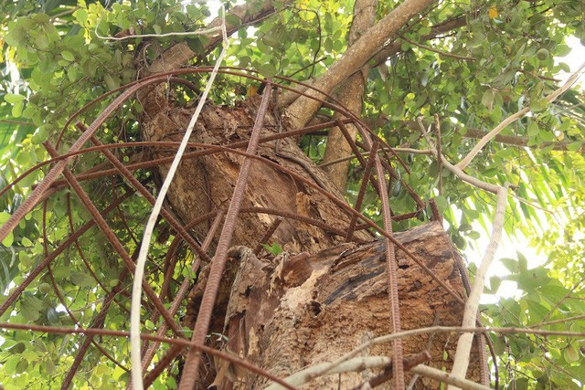 Su that rung minh ve chat uop xac quy toc trong sua do-Hinh-2