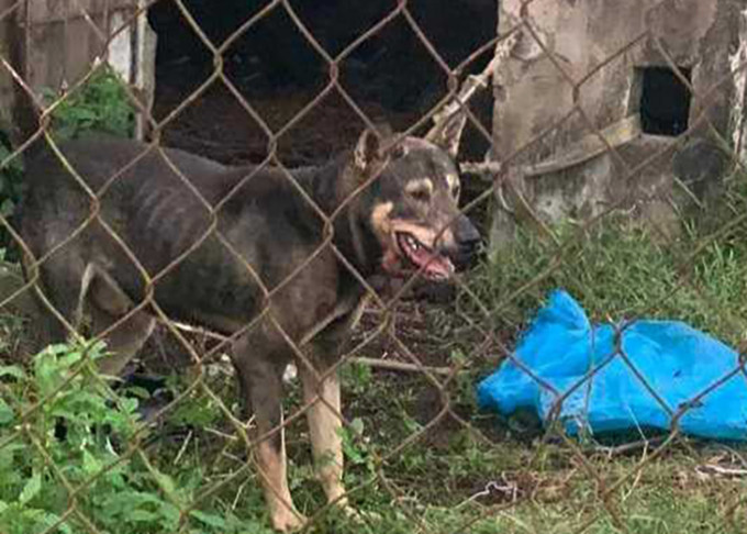 Nữ công nhân tử vong do chó cắn ở Hà Tĩnh: Trách nhiệm chủ chó? Nu cong nhan tu vong do cho can o Ha Tinh: Trach nhiem chu cho?