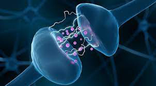 Purin là thành phần có ảnh hưởng trực tiếp lên các chất dẫn truyền thần kinh, kích hoạt thụ thể adenosine và thụ thể purinergic. Bên cạnh đó, vai trò của purin còn được thể hiện bởi acid uric (sản phẩm của quá trình chuyển hóa purin). Acid uric có vai trò chống oxy hóa, làm tiêu trừ các gốc tự do gây hại tế bào khỏe mạnh.