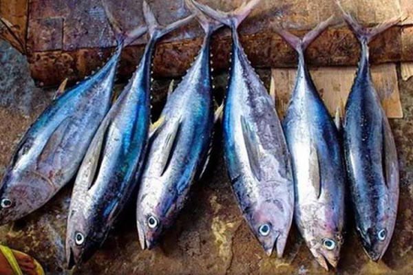 Được biết, nhiều cá biển sâu như cá mòi, cá tuyết thường có dư lượng thủy ngân rất lớn. Trẻ ăn nhiều dễ bị ngộ độc thủy ngân, ảnh hưởng đến sự phát triển thể chất lẫn trí tuệ. Mặt khác, nhiều loại hải sản còn chứa chất dễ gây dị ứng. Bố mẹ cần thận trọng trước khi quyết định sử dụng chúng chế biến đồ ăn dặm cho trẻ.