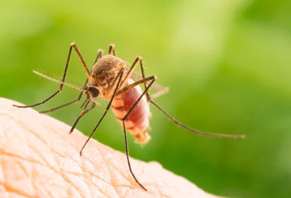 Muỗi cũng giống như các loài côn trùng khác, giảm hoạt động giúp cơ thể giảm lượng calo tiêu thụ mùa đông. Điều này lý giải một số nơi nhiệt độ cao trong nhà, muỗi vẫn có thể hoạt động vào mùa đông.