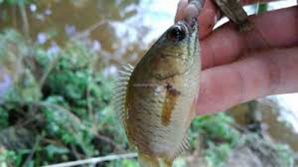  Cá hoang dã. Nhiều người quan niệm cá sống ở môi trường tự nhiên thơm ngon, đậm thịt và “lành” hơn cá nuôi. Thực tế, cá tự nhiên tiềm ẩn nguy cơ không an toàn cho sức khỏe.