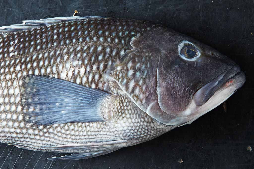  Cá có mùi lạ. Mùi tanh của cá bắt nguồn từ hợp chất trimetylamin. So với nước mặn, cá nước ngọt chứa lượng trimetylamin ít nên cá nước ngọt thường ít tanh hơn.