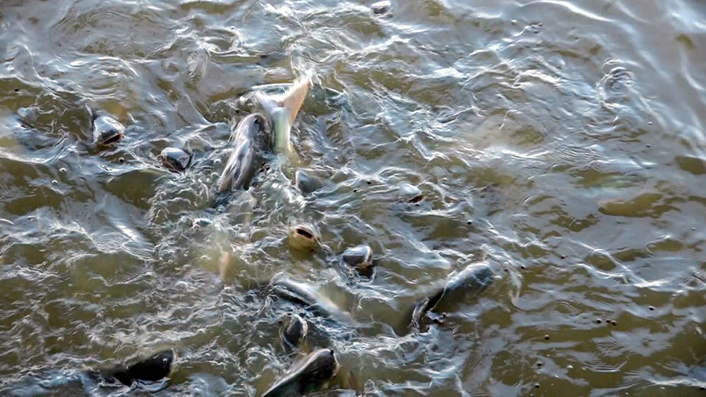 Bên cạnh đó, cá hoang dã còn có thể ăn một số loại tảo hoặc thực vật thủy sinh chứa ký sinh trùng gây hại.