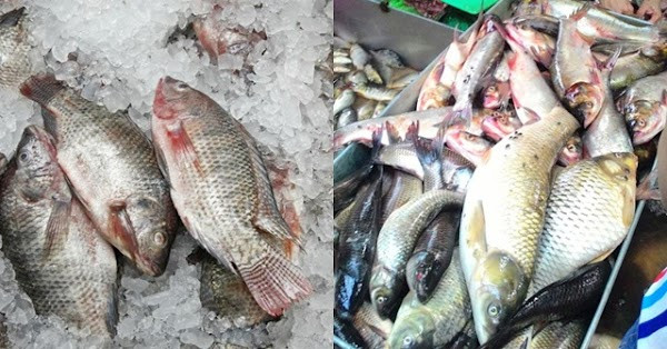 Cá ươn thường bán với giá rẻ song tốt nhất không nên mua. Do chết từ lâu nên các chất trong chúng biến đổi, hao hụt dinh dưỡng. Bất chấp ăn vào có thể làm tăng gánh nặng cho gan, ảnh hưởng sức khỏe tổng thể.