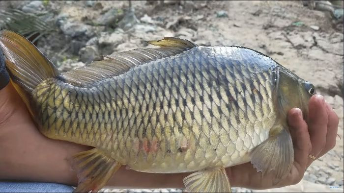 Trong môi trường tự nhiên, cá khó có thể tránh khỏi việc nhiễm các hạt nhựa, kim loại nặng hay hóa chất độc hại. Kim loại nặng rất khó đào thải khỏi cơ thể, khiến thịt cá chứa độc tố gây hại. Ăn nhiều cá chứa kim loại nặng lâu ngày sẽ ảnh hưởng đến dạ dày, nhiễm độc.