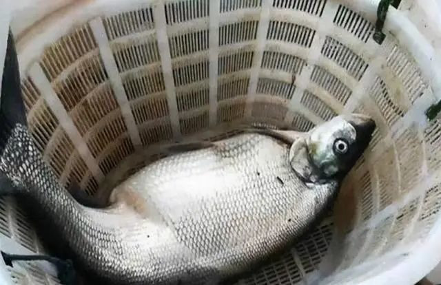  Cá ươn. Đi chợ hải sản, bạn sẽ bắt gặp nhiều quầy hàng bán cá đã chết. Chủ sạp thường giới thiệu chúng vẫn còn tươi song bạn có thể nhận diện chúng qua kích cỡ không đều, vảy nhiều đốm, một vài bộ phận biến dạng khác thường.