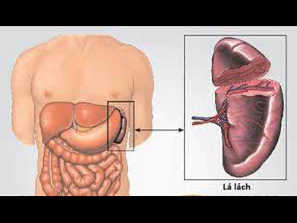 Lách đóng một vai trò quan trọng trong phản ứng của hệ thống miễn dịch. Khi phát hiện vi khuẩn, vi rút hoặc vi trùng khác trong máu của bạn, nó sẽ tạo ra các tế bào lympho, giúp chống lại các bệnh viêm nhiễm.