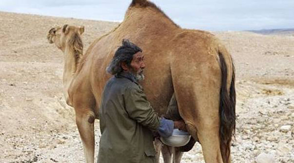 Việc chăn nuôi hiếm, khó lấy sữa, sản lượng ít... còn khiến sữa lạc đà trên thị trường rất dễ bị pha trộn.