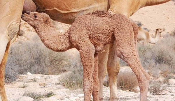 Đặc tính khó lấy sữa khiến hầu hết sữa lạc đà được lấy bởi dân du mục trên đồng cỏ, thảo nguyên. Điều này khiến việc khử trùng và bảo quản sữa khó thực hiện hơn.