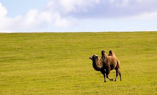 Một nguy cơ khác đối với sức khỏe từ sữa lạc đà là Hội chứng Hô hấp Trung Đông (MERS). Đây là căn bệnh do virus corona gây ra với tỷ lệ tử vong lớn hơn 20%. Khi tiếp xúc với lạc đà hoặc sữa lạc đà sống đều có thể nhiễm virus này.