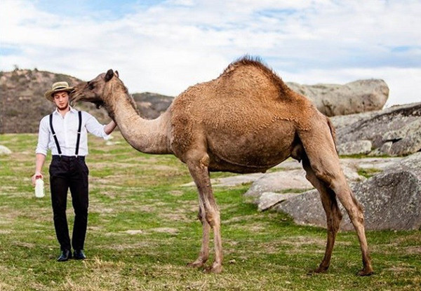 Xét về phương diện sức khỏe, sữa lạc đà giàu dinh dưỡng. Tuy nhiên, không phải ai cũng nên tiêu thụ sữa lạc đà. Chuyên gia khuyến cáo loại sữa này không thích hợp cho trẻ nhỏ dưới 1 tuổi. Thành phần của sữa lạc đà rất khác so với sữa mẹ. Tỷ lệ casein và whey protein trong sữa mẹ chừng 1:2, song sữa lạc đà không thể đạt được tỷ lệ như vậy.