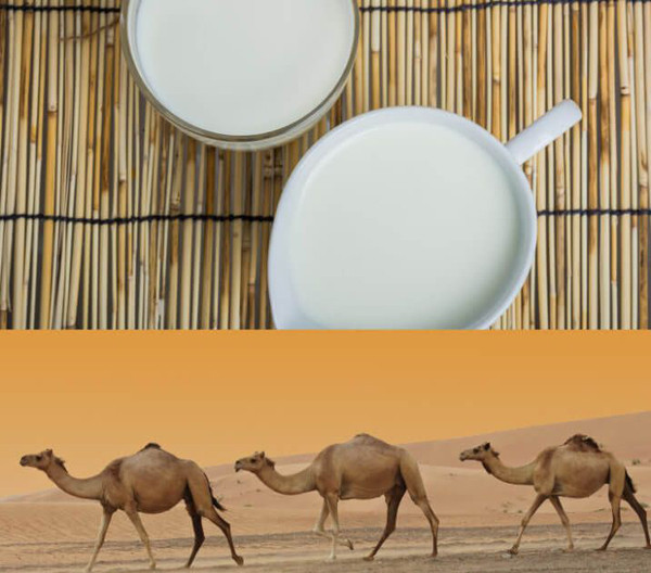 Bên cạnh lượng protein chất lượng cao, sữa lạc đà còn rất giàu các axit amin thiết yếu, các hạt chất béo nhỏ, phân tán, tỷ lệ tiêu hóa và hấp thụ cao.