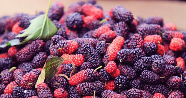 Lưu ý thao tác nhẹ nhàng tránh làm dập vỡ bởi dâu tằm tương đối mọng nước.