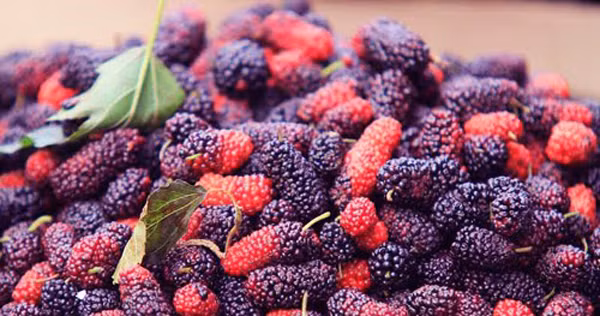 Lưu ý thao tác nhẹ nhàng tránh làm dập vỡ bởi dâu tằm tương đối mọng nước.