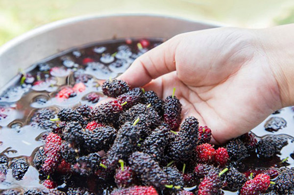 Cho dâu tằm vào nước rửa sơ qua rồi dùng nước sạch ngâm dâu. Thời gian ngâm giúp loại bỏ các chất bẩn khô “cứng đầu”.