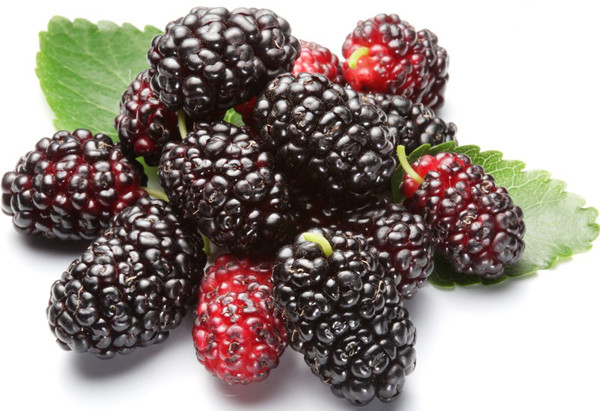 Để làm sạch triệt để, bạn nên áp dụng cách rửa dâu tằm dưới đây. Mua dâu tằm, bạn nên chọn những quả còn nguyên cuống tươi. Khi sơ chế, không nên vặt bỏ phần cuống. Việc để phần vỏ bị rách sẽ khiến vi khuẩn, bụi bẩn thâm nhập vào bên trong ruột quả.