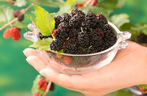 Tiếp tục ngâm dâu trong hỗn hợp nước, muối và bột mì vài phút rồi rửa lại dưới vòi nước. Đợi khi dâu tằm ráo, bạn có thể chế biến chúng thành các món yêu thích.