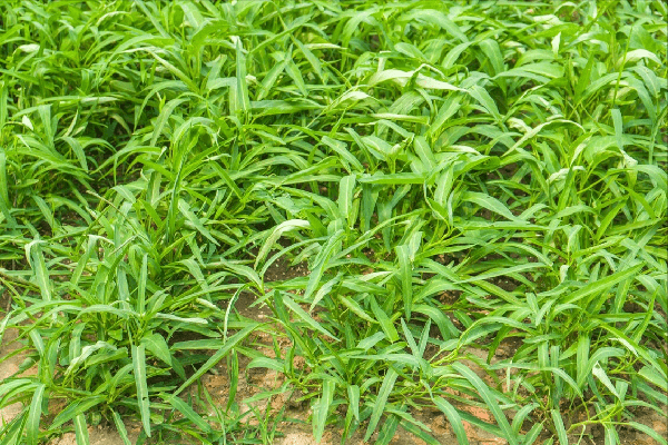  Rau muống. Để rau muống lên đẹp, nhanh thu hoạch, người trồng có thể dùng thuốc kích thích tăng trưởng, thuốc trừ sâu. Sử dụng rau muống “ngậm” hóa chất kiểu này tiềm ẩn nhiều mối nguy sức khỏe.