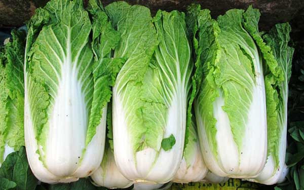 Để phân biệt cải thảo nhúng hóa chất, bạn có thể dùng mũi ngửi. Nếu cải có mùi hắc, bề ngoài sáng mướt, không có lá hỏng thì cần thận trọng. Nguyên nhân bởi formaldehyde có mùi hắc, có thể ức chế sự phát triển của vi khuẩn nên có thể giữ cải thảo tươi ngon như mới nhổ trong vài ngày.