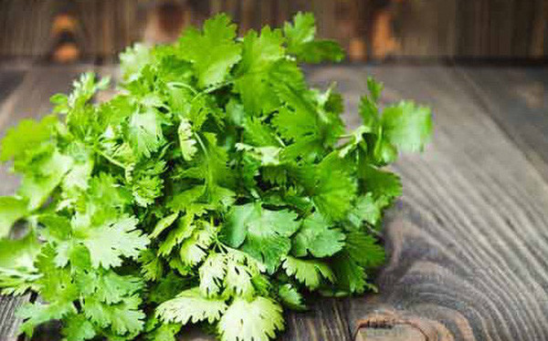 Trong khi đó, Đông y quan niệm rau mùi có tác dụng khai vị, bổ tỳ. Người bị bệnh tỳ vị, dạ dày có thể ăn một ít rau mùi để làm ấm bụng, hỗ trợ tiêu hóa, giảm đau dạ dày.