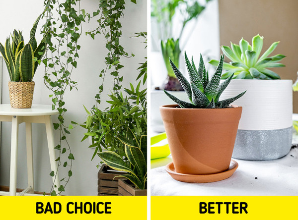 Quá nhiều cây. Đặt nhiều cây trong phòng ngủ không được khuyến khích. Nguyên nhân bởi chúng có thể tích tụ bụi gây ảnh hưởng đến hô hấp. Một số loại cây còn có thể thải CO2.