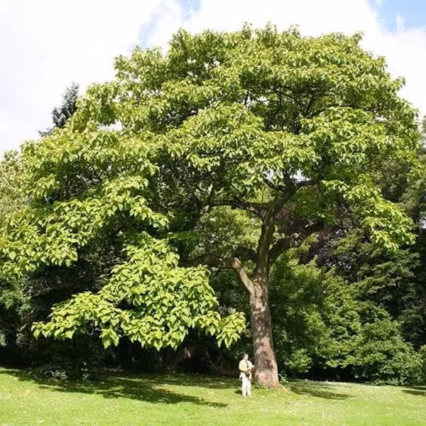 Paulownia tomentosa, tên thường gọi là cây công chúa, cây hoàng hậu, hay cây mao địa hoàng là một loại cây gỗ cứng rụng lá thuộc họ Paulowniaceae, có nguồn gốc từ Trung Quốc