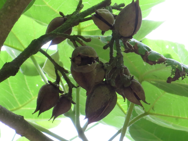 Hạt có cánh và phát tán nhờ gió và nước.