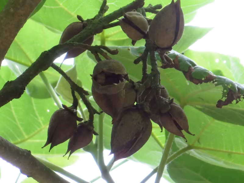 Hạt có cánh và phát tán nhờ gió và nước.