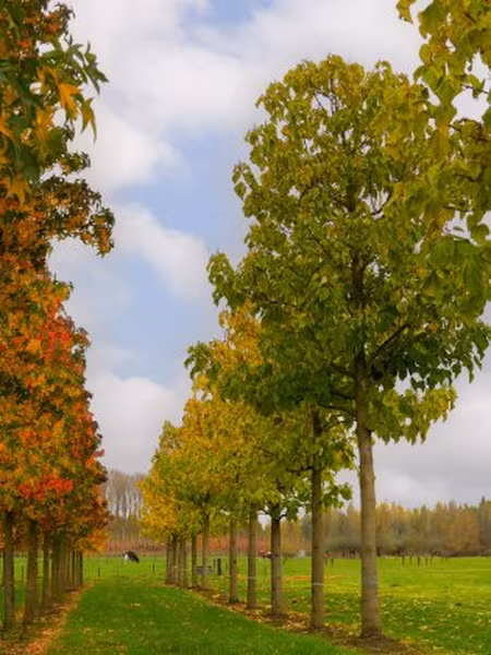 Cây có thể phát triển đến chiều cao 6 m chỉ sau năm đầu tiên.