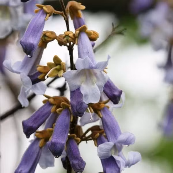 Những bông hoa rất thơm, lớn và có màu xanh tím, nở vào đầu mùa xuân.